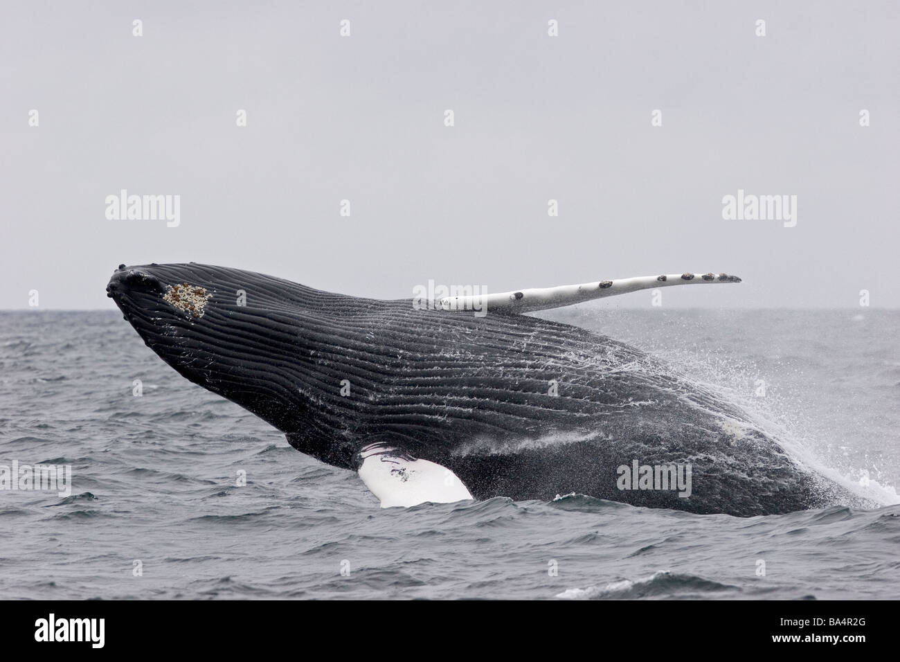 Ballena Jorobada saltando en el Atlántico Norte Foto de stock
