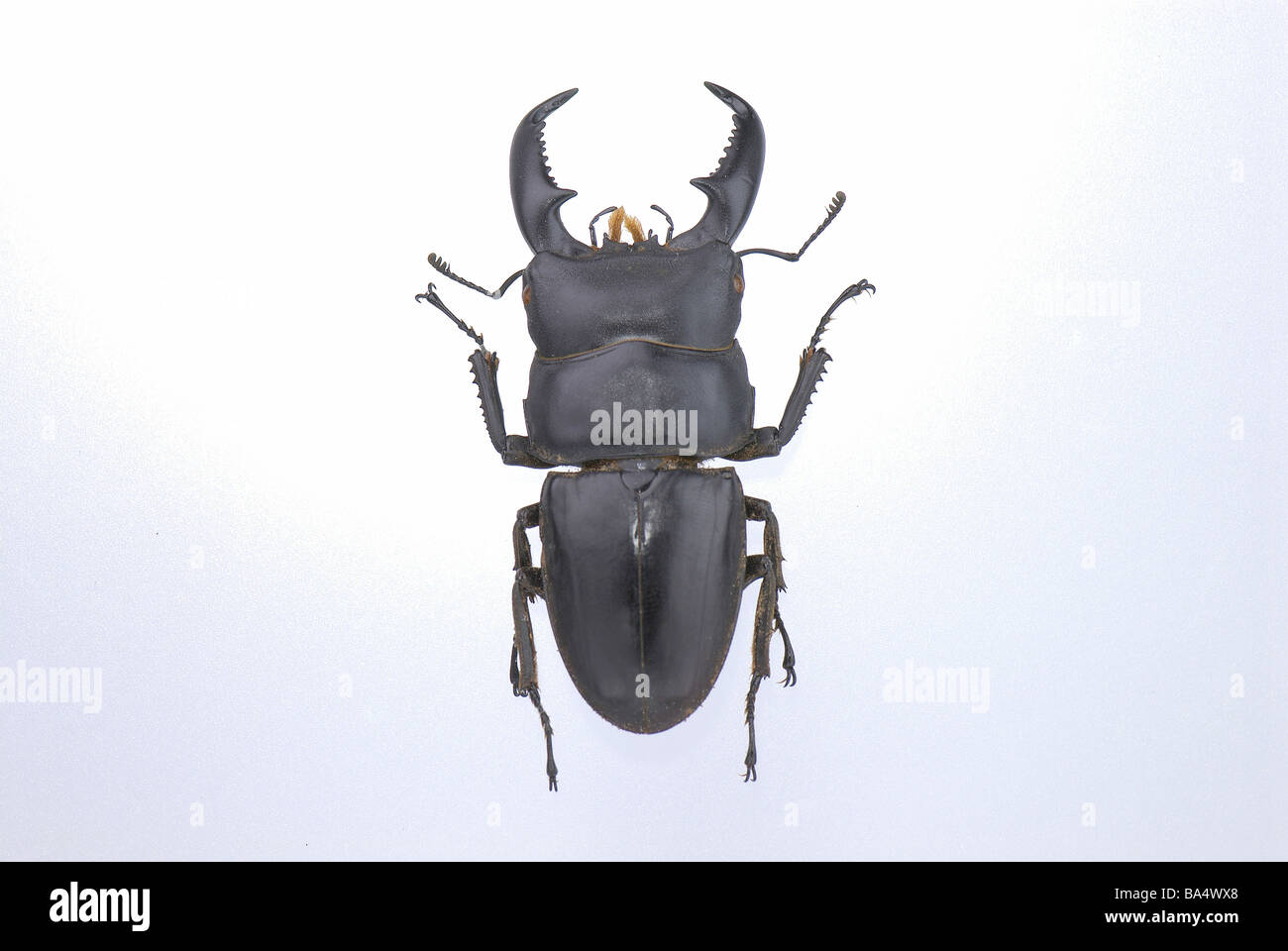 Escarabajo rinoceronte Foto de stock