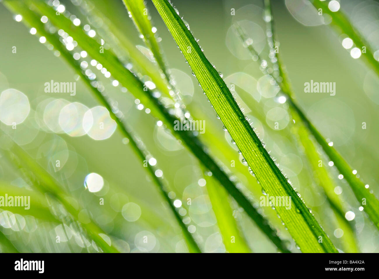 La hierba y las gotas Foto de stock