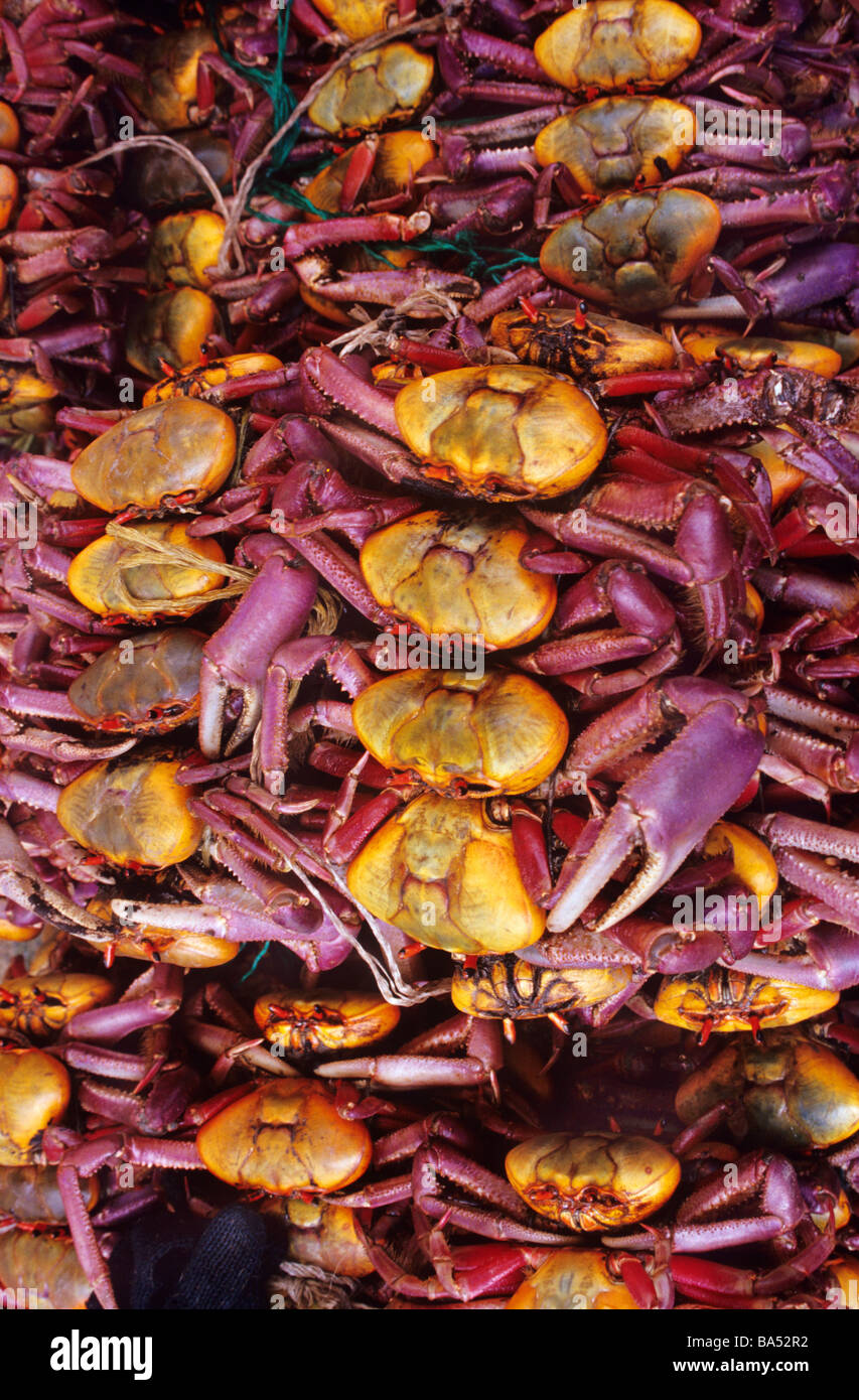 Santo Domingo De Los Colorados Fotos e Imágenes de stock - Alamy