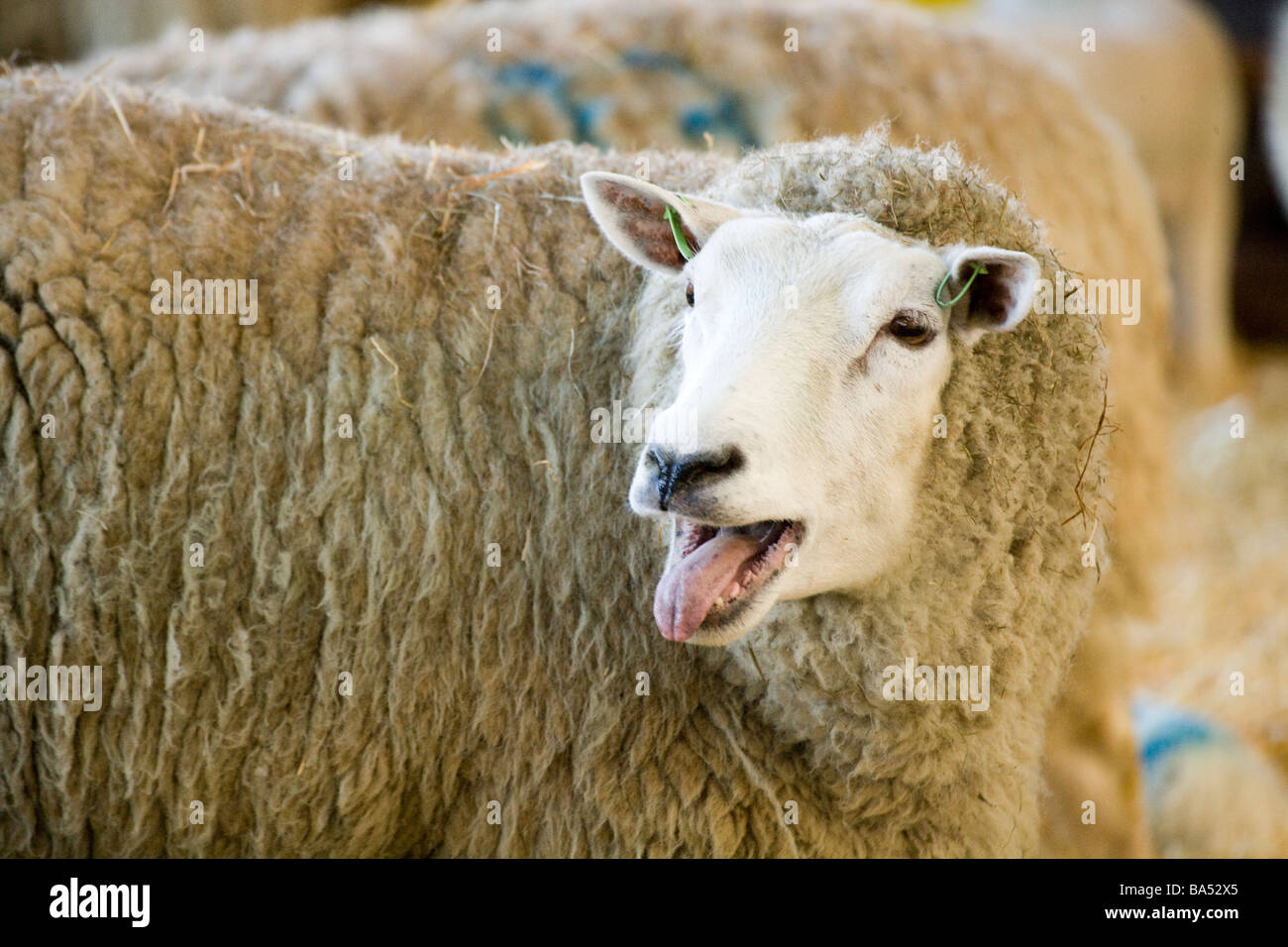 Ruido de ovejas fotografías e imágenes de alta resolución - Alamy