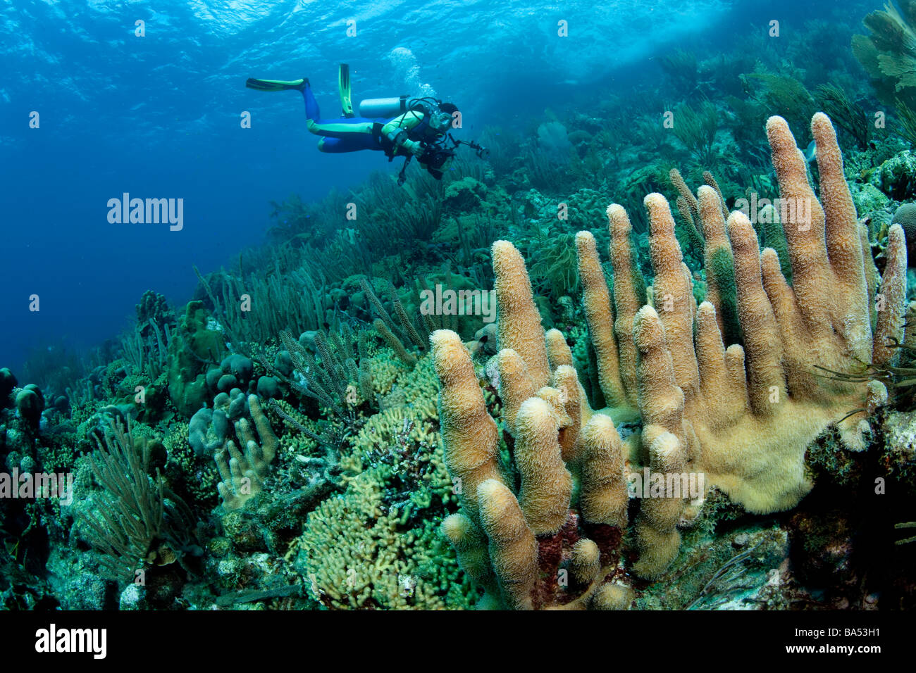 Arrecifes de coral sanos en Bonaire, con un stand de coral Pilar (Dendrogyra cylindrus) en primer plano. Foto de stock