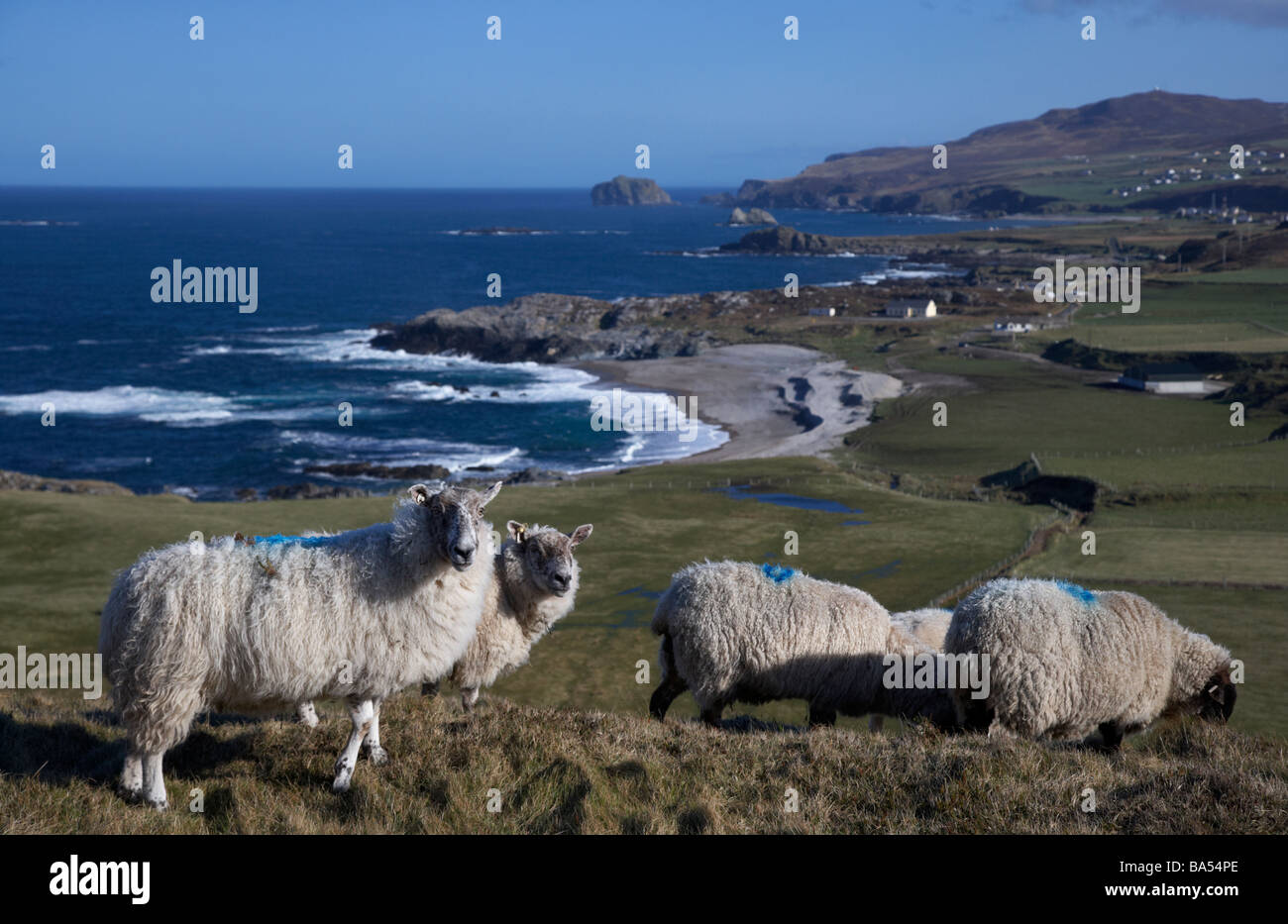 Rebaño de ovejas en un remoto campo junto a la costa de Malin Head en la península Inishowen Donegal, República de Irlanda Foto de stock