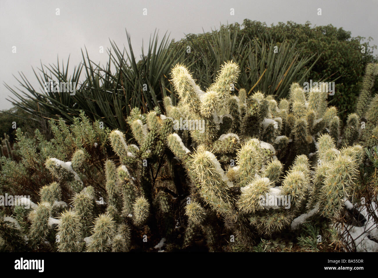 Cubiertas de nieve Teddybear Cholla Cactus (Opuntia bigelovii) en Anza Borrego Desert State Park, California, EE.UU. Foto de stock