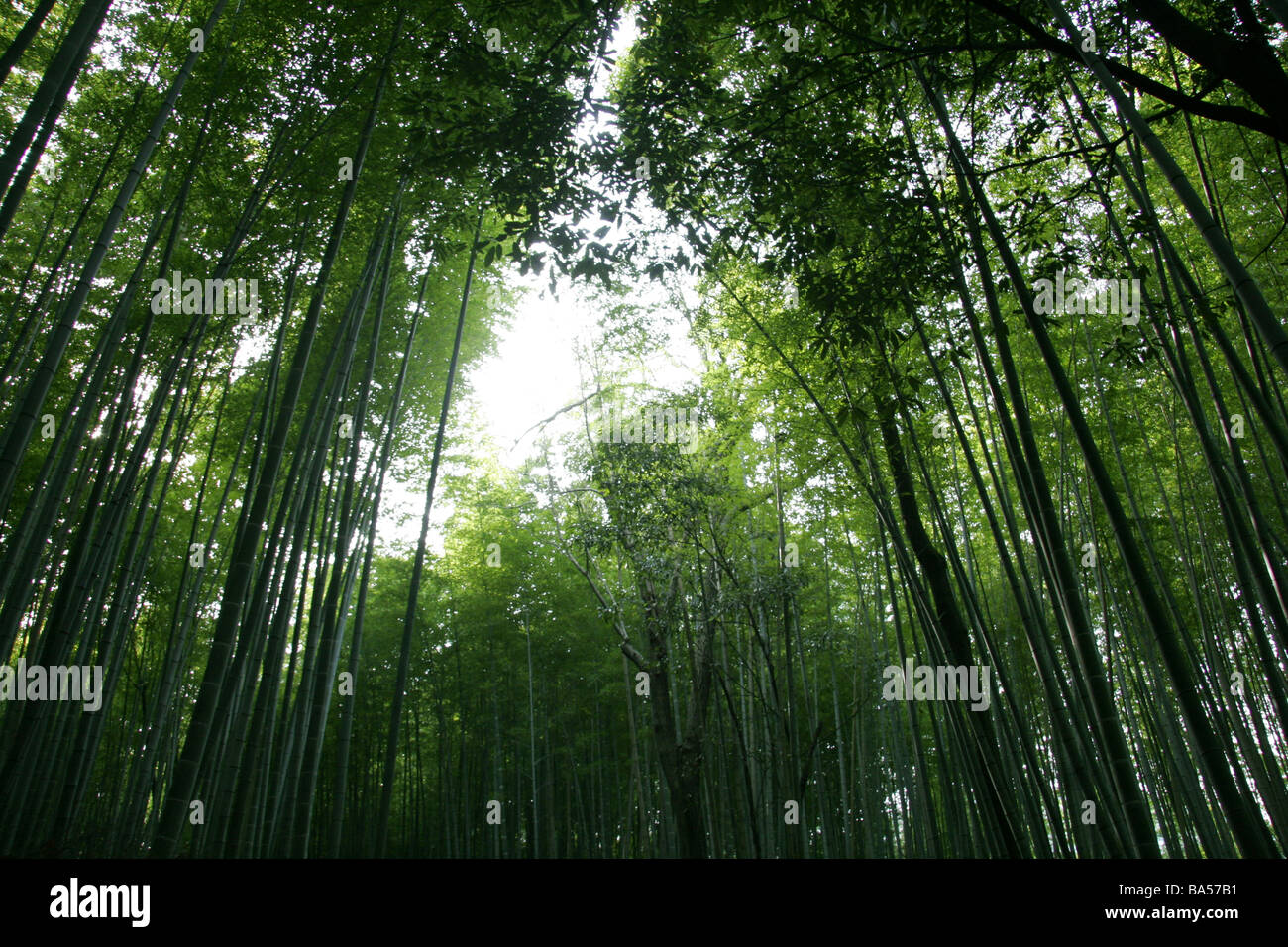 El bosque de bambú de Arashiyama de Kyoto Japón Kansai. Foto de stock
