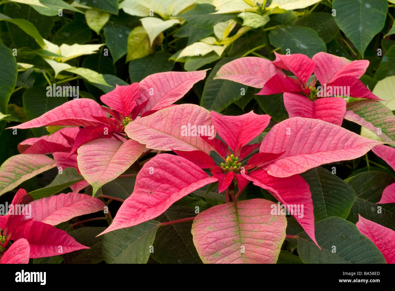 Poinsettia Euphorbia pulcherrima, Estrella de Navidad, Euphorbiaceae plantas flores flores hortocultural Roberto horizontal nis Foto de stock