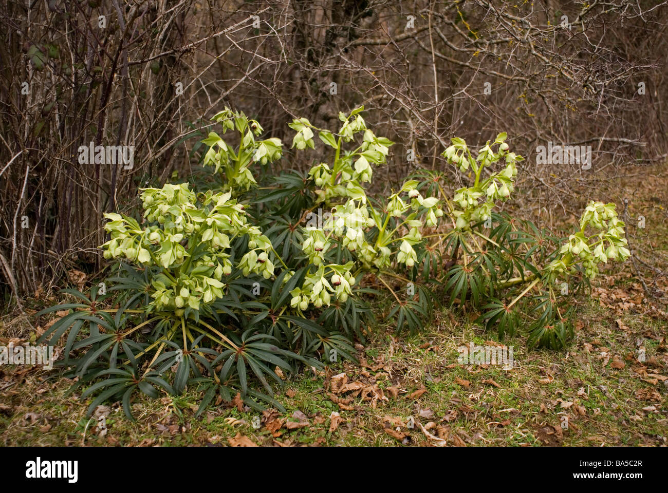 Hellebore Helleborus foetidus, Ranuncolaceae, Valle de Aniene, TREVI NEL LAZIO, Italia Foto de stock