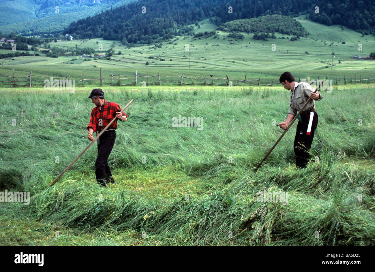 Par de Haymakers hacer heno - Hombres cortar heno con guadañas, los Cárpatos, Transilvania, Rumania Foto de stock