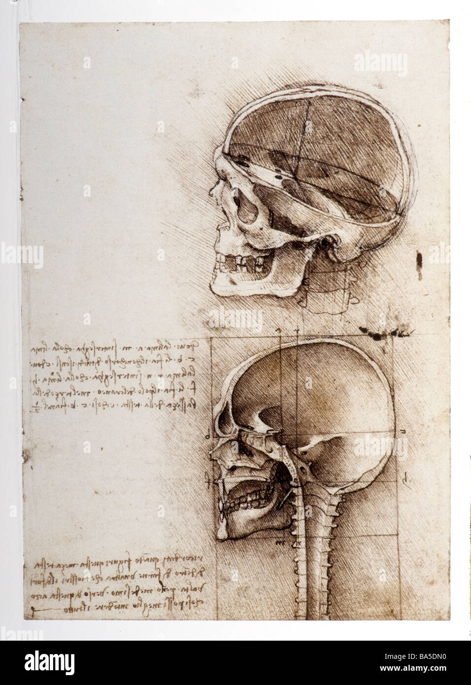 Estudios anatómicos del cráneo humano de Leonardo da Vinci Foto de stock