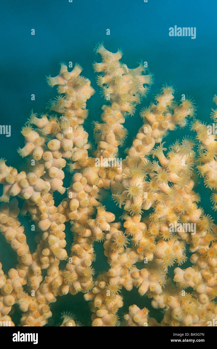 Zoanthid anémonas, Parque Nacional de las Islas del Canal de California, Estados Unidos. Foto de stock