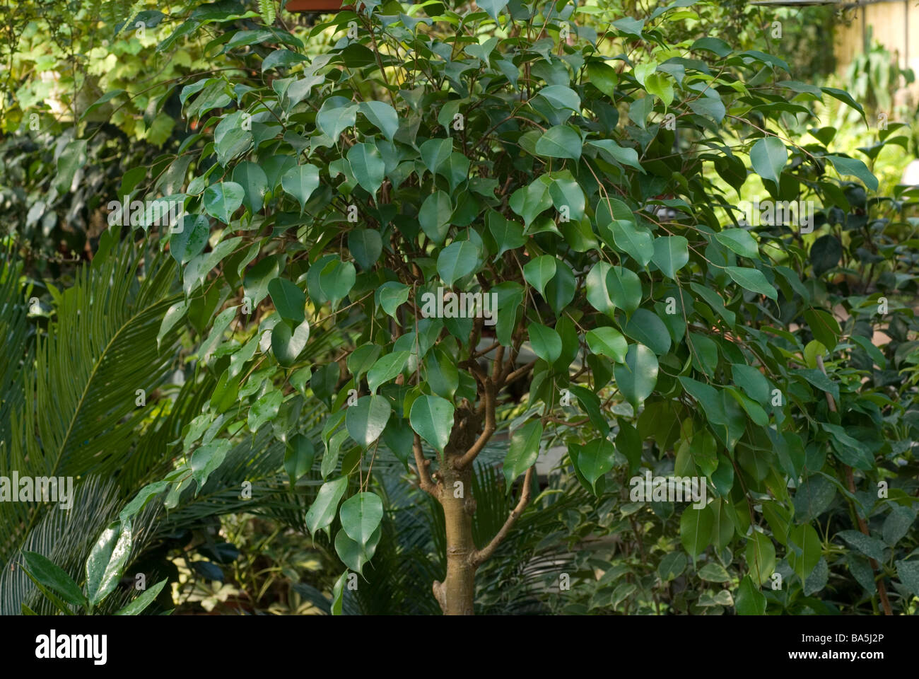 Llanto Higuera Ficus benjamina, Motraceae Foto de stock