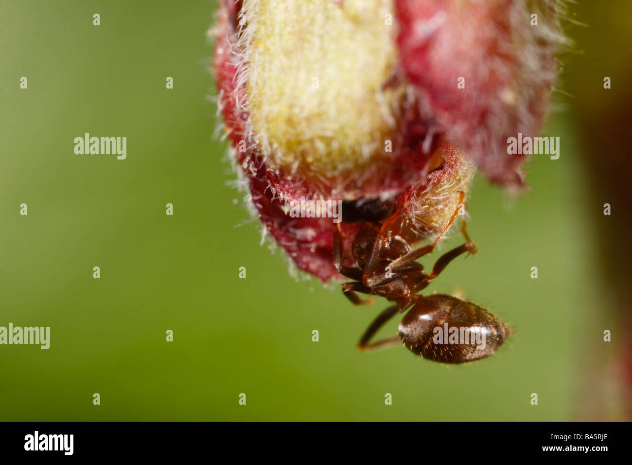 Hormiga alimentándose de una flor de uchuva (Lasius Níger, hormiga negra de jardín) Foto de stock