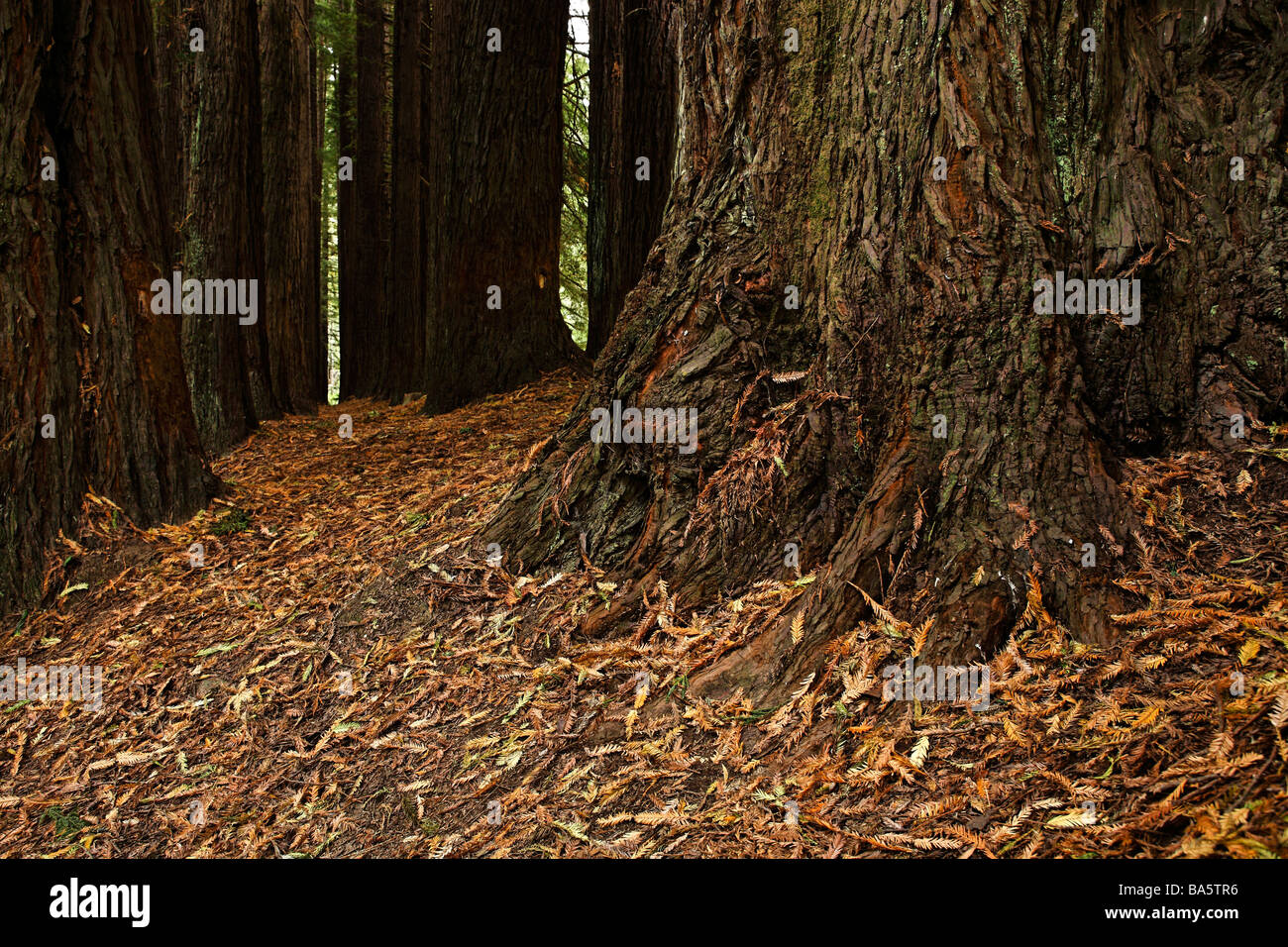 Secoyas californiano Sequoia Semperviren plantado en 1938, Victoria, Australia Foto de stock