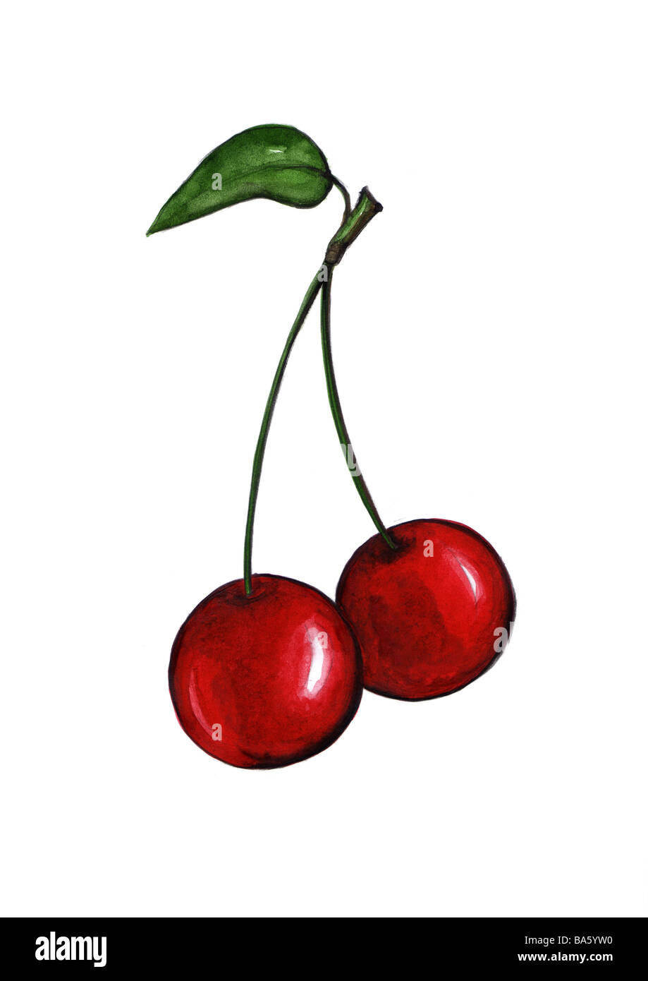 Ilustración dibujo acuarela cerezas frutas fruta Fruta de piedra  piedra-frutos tallos rojos crecido juntos en parejas saludables Fotografía  de stock - Alamy