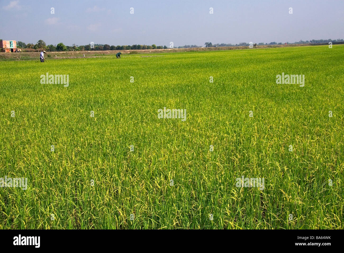 Los campos de arroz cerca de Tay Ninh Vietnam Foto de stock