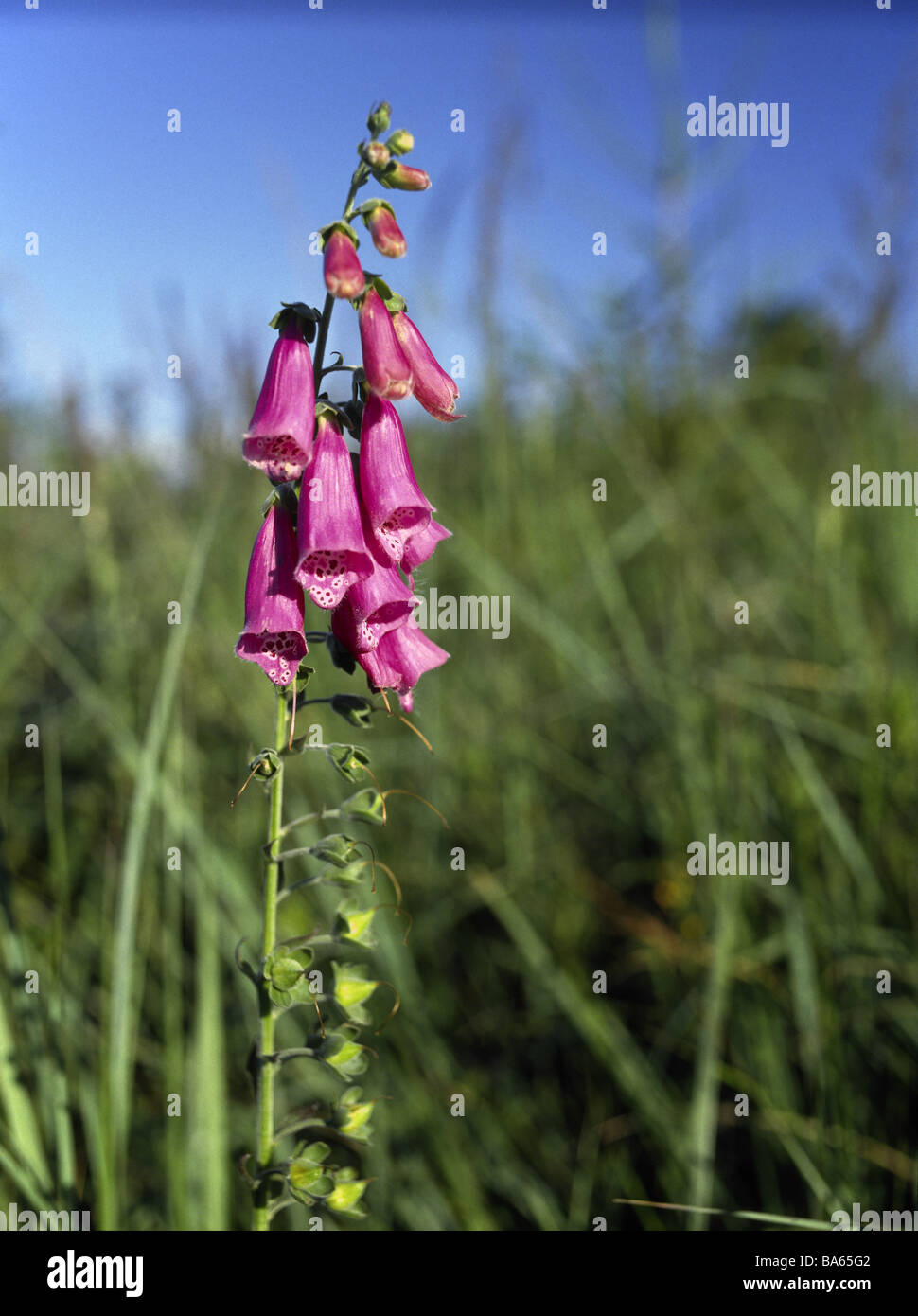 Meadow dedal digitalis purpurea flores rojas rosa juego Braunwurzgewächs planta-planta cálices rosa prime-planta venenosa venomously Fotografía de stock - Alamy Meadow dedal digitalis purpurea flores rojas rosa juego Braunwurzgewächs planta-planta cálices rosa prime-planta venenosa venomously Fotografía de stock - Alamy