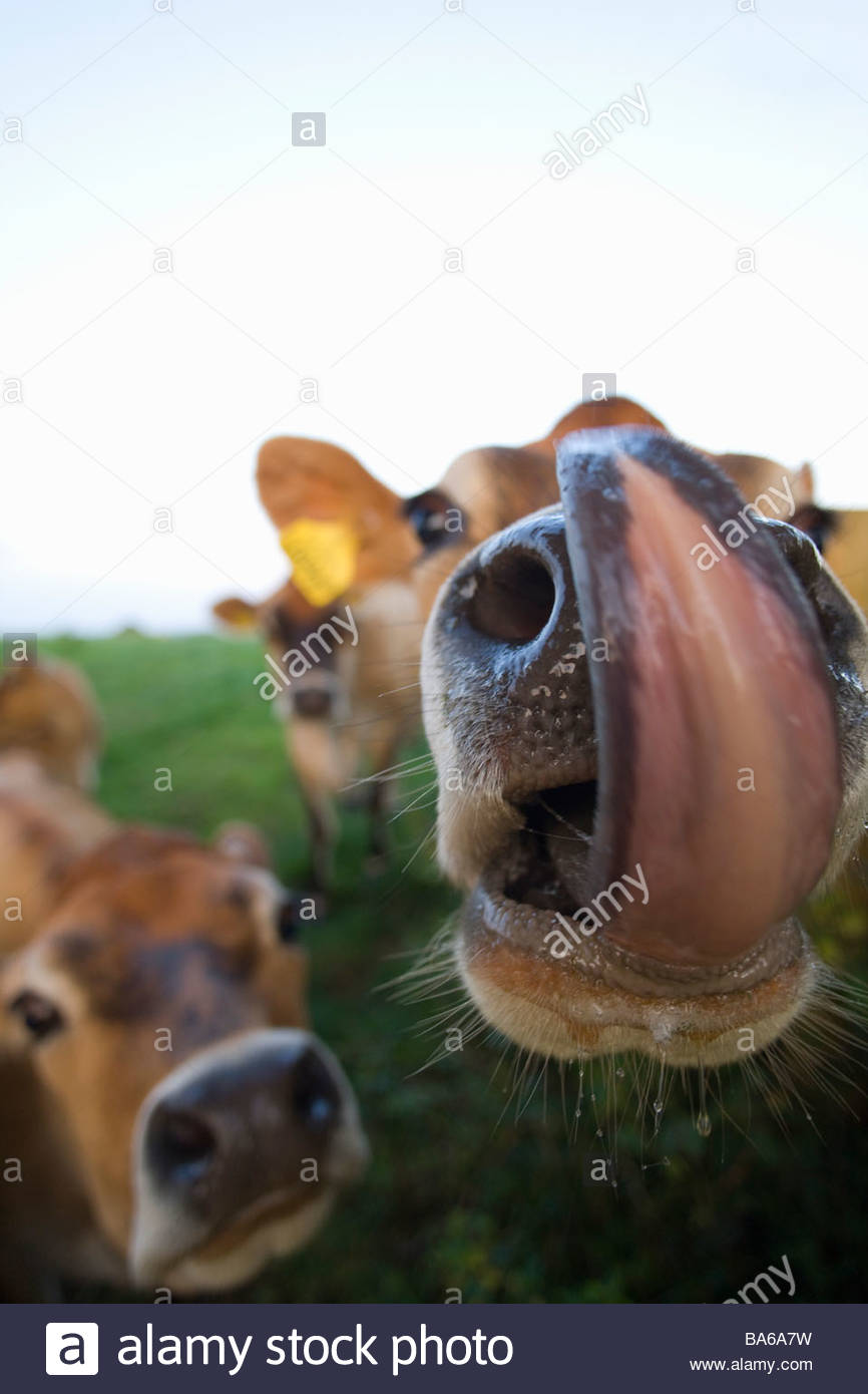 Cows Tongue Imágenes De Stock & Cows Tongue Fotos De Stock Alamy