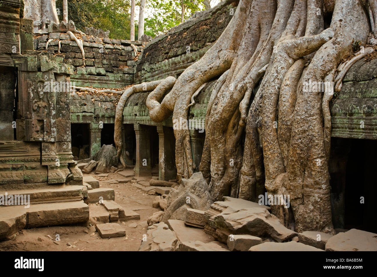 Ficus Strangulosa árbol creciendo a través de una puerta en las antiguas ruinas de Ta Prohm en el sitio de Angkor en Camboya Foto de stock