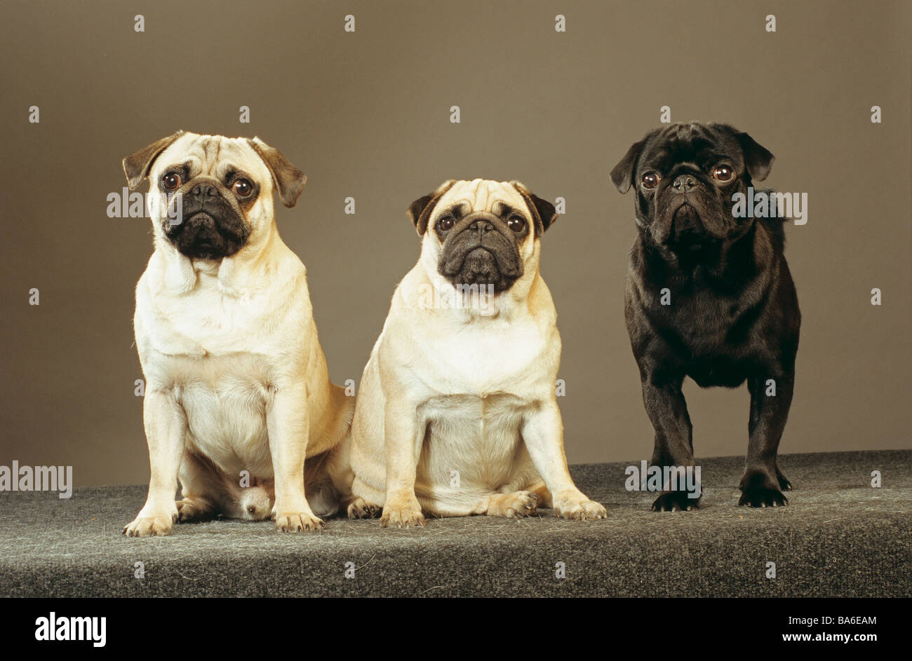 Three pug dogs fotografías e imágenes de alta resolución - Alamy