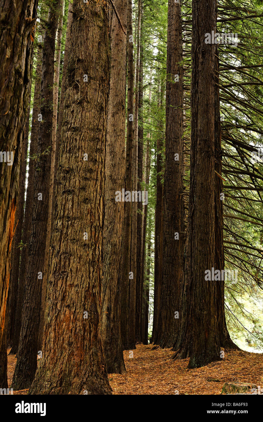 Secoyas californiano Sequoia Semperviren plantado en 1938, Victoria, Australia Foto de stock