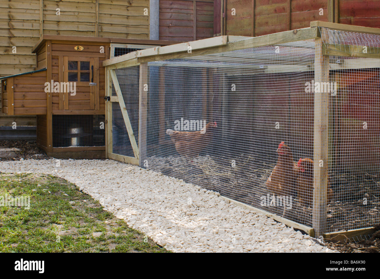 Las gallinas en un gallinero en un jardín urbano Foto de stock