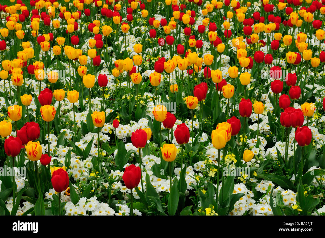 Cama colorida flor con tulipanes y primulas Cristos en pedazos, Cambridge, Inglaterra Foto de stock