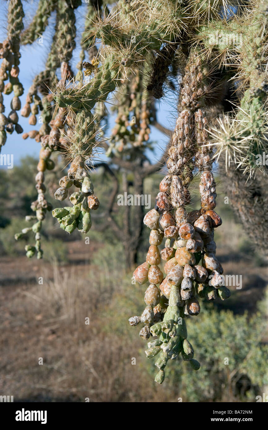 Un maduro chainfruit cholla cactus Opuntia fulgida en Arizona, EE.UU. Foto de stock