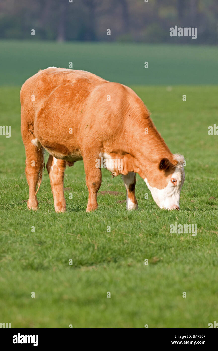 El ganado vacuno joven en primavera hierba Foto de stock