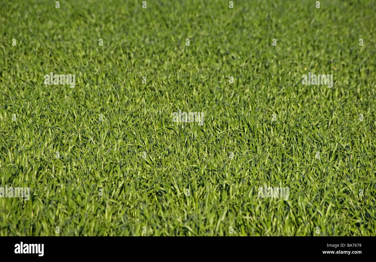 Gran imagen de un campo de hierba verde y exuberante Foto de stock