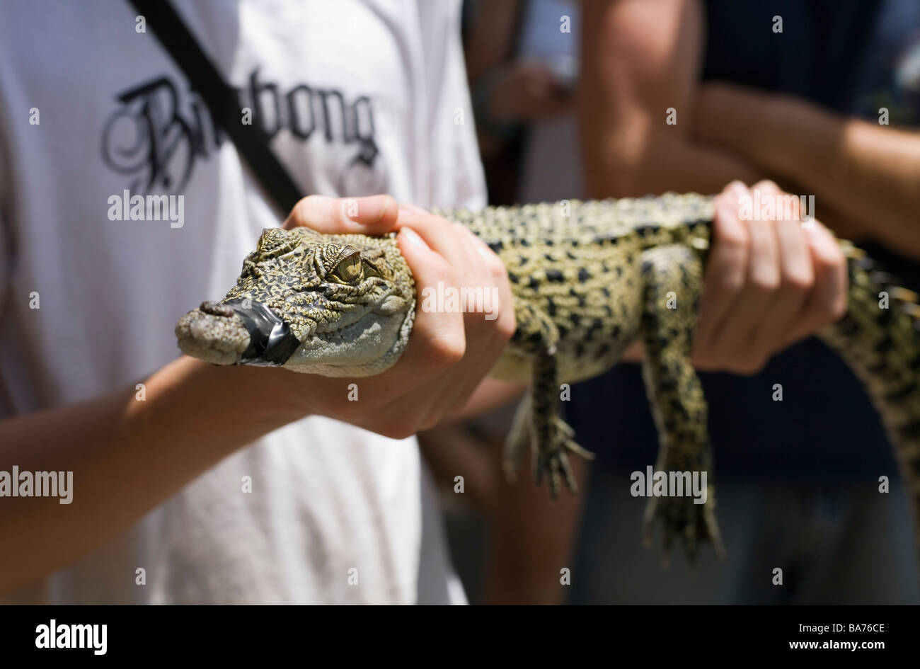 Holding turístico un cocodrilo bebé a Crocodylus Wildlife Park. Darwin, el Territorio del Norte, Australia Foto de stock
