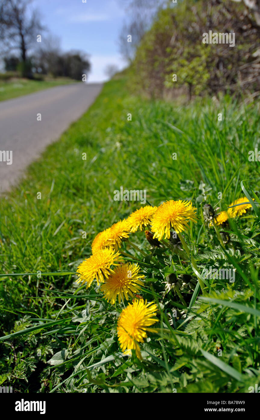 Diente de león crece sobre una carretera verge, UK Foto de stock