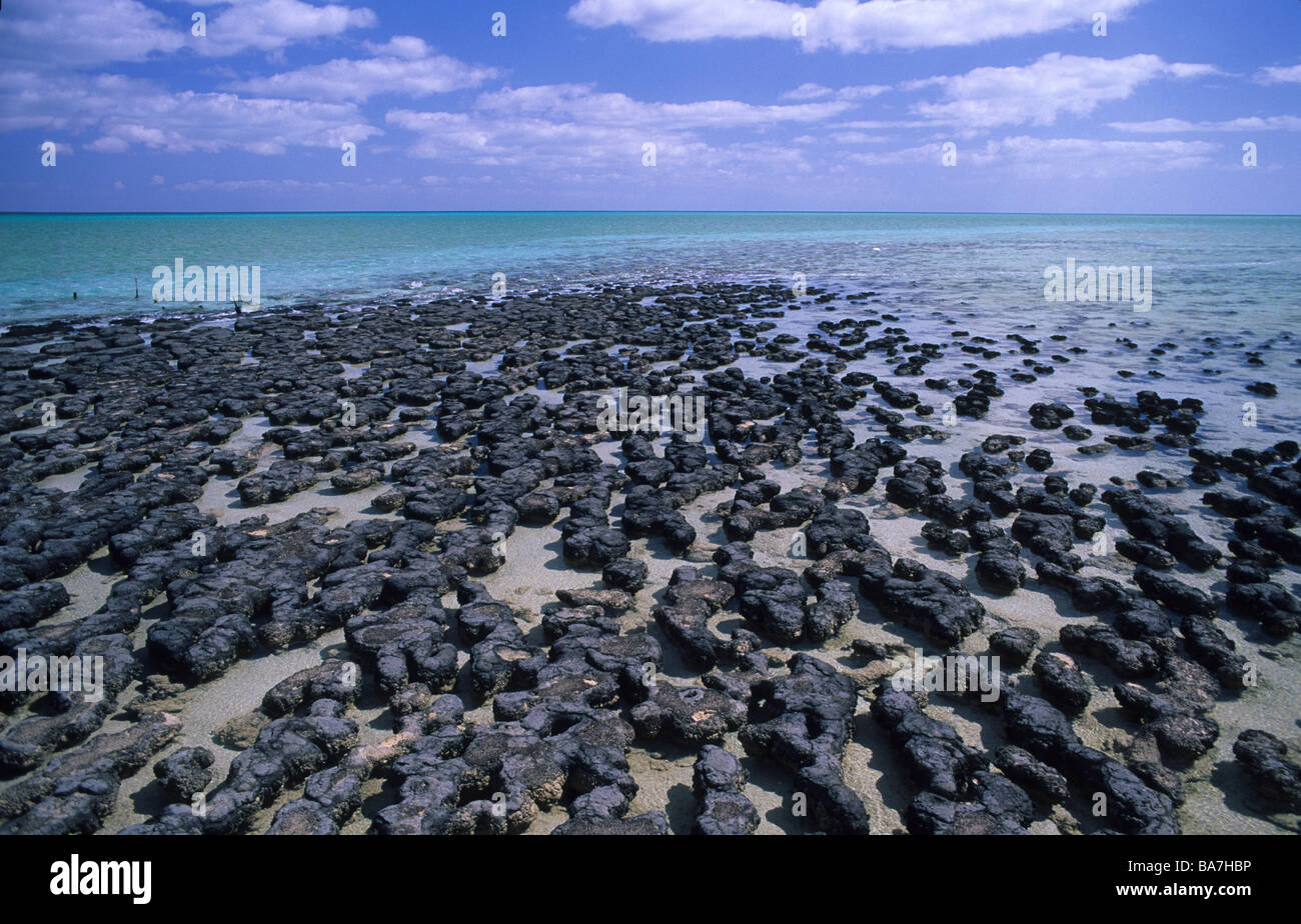 Shark Bay, viviendo estromatolitos, los organismos más antiguos de la tierra, en Hamlin Piscina, Western Australia, Australia Foto de stock