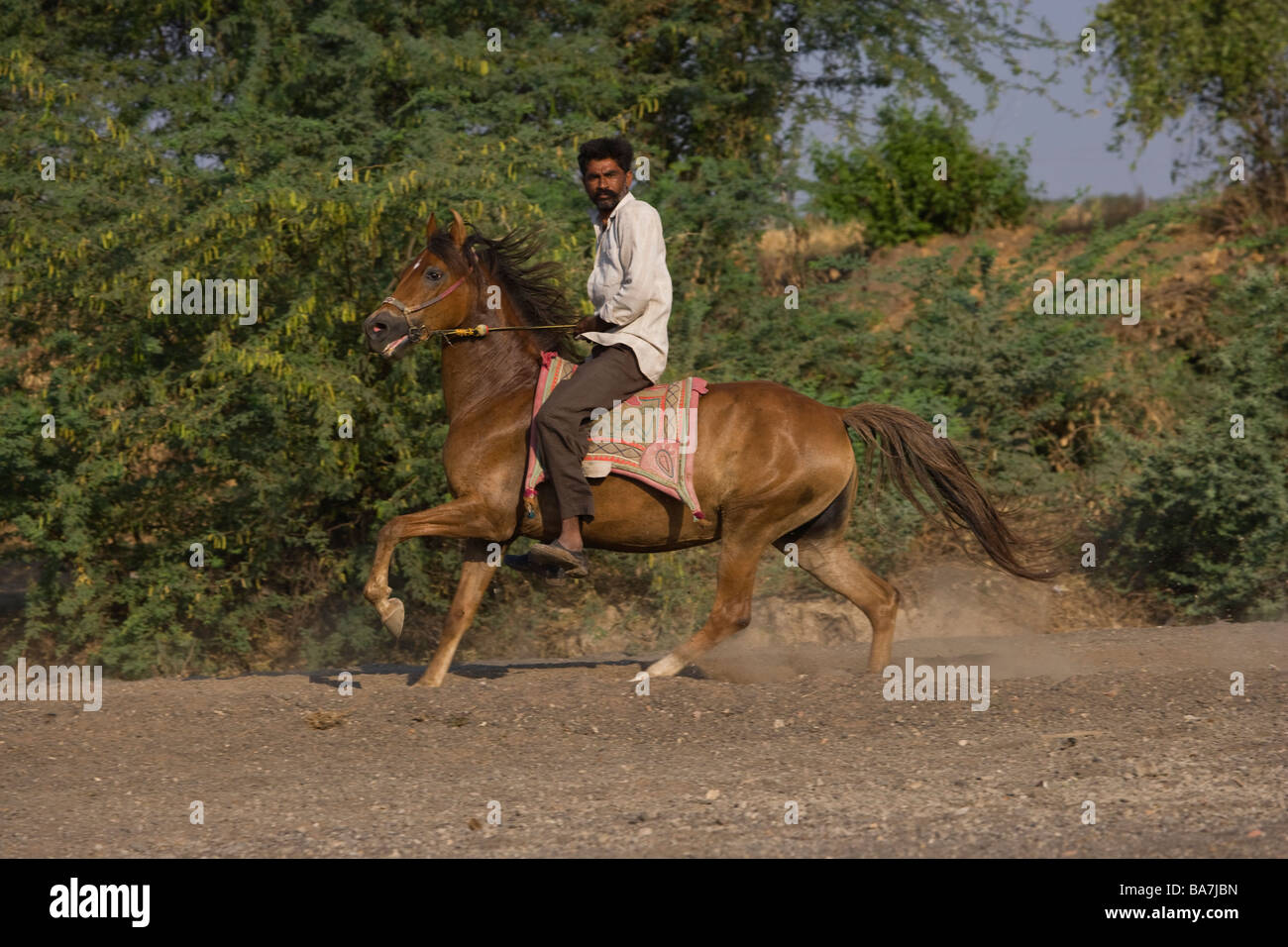 La India rajasthan jinete aventura tradicional Foto de stock