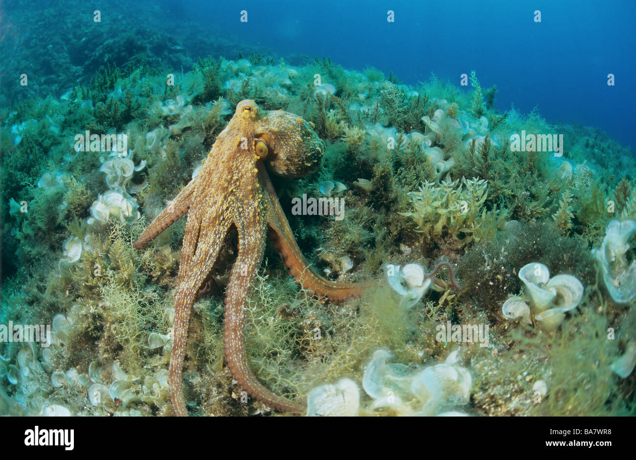 El Pulpo en el fondo del mar / Octopus vulgaris Fotografía de stock - Alamy