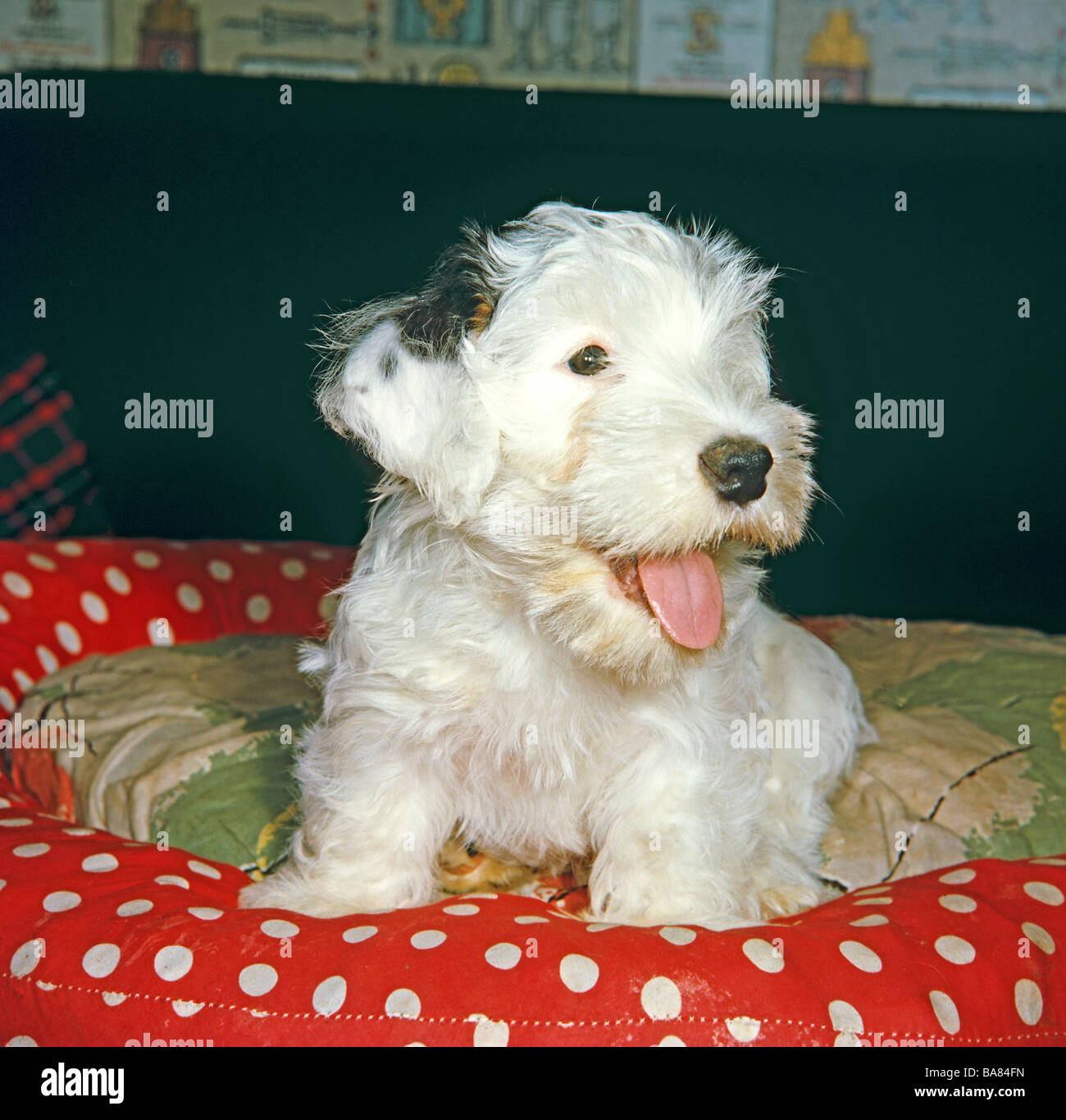 Sealyham terrier dog fotograf as e im genes de alta resoluci n Alamy