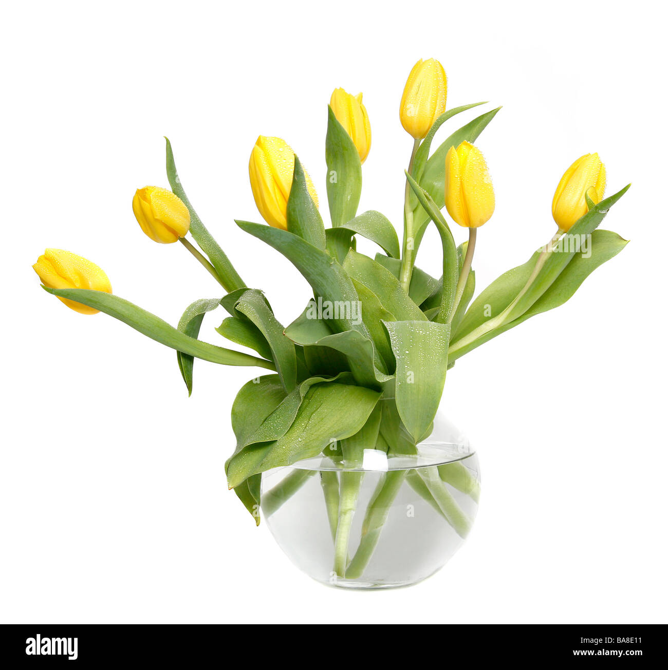 Tulipanes amarillos en un vaso de vidrio lleno de agua Foto de stock