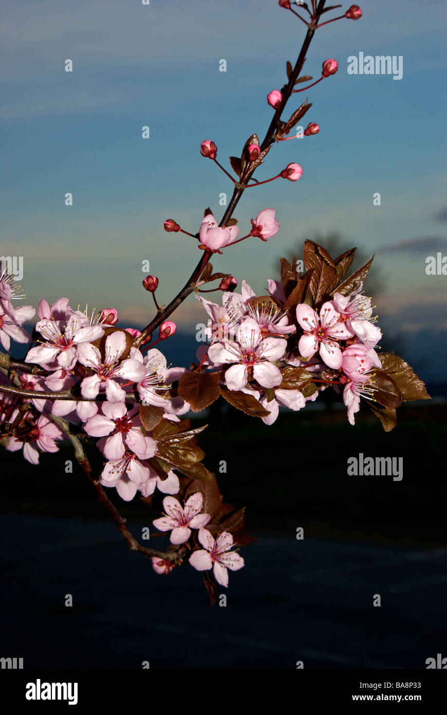 Flores de cerezo japonés al atardecer Fotografía de stock - Alamy