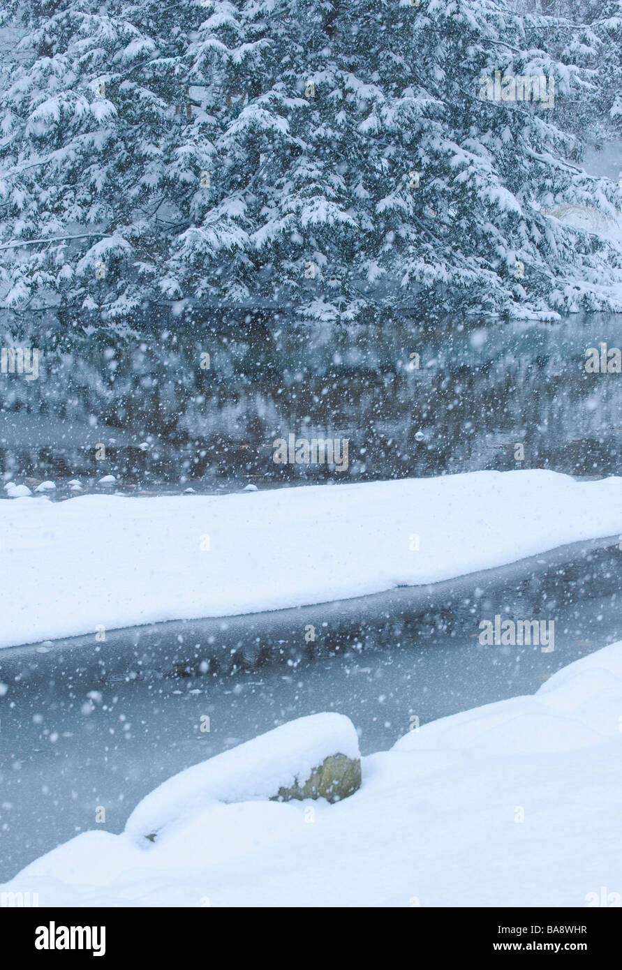 Bosque cubierto de nieve en invierno y stream Foto de stock