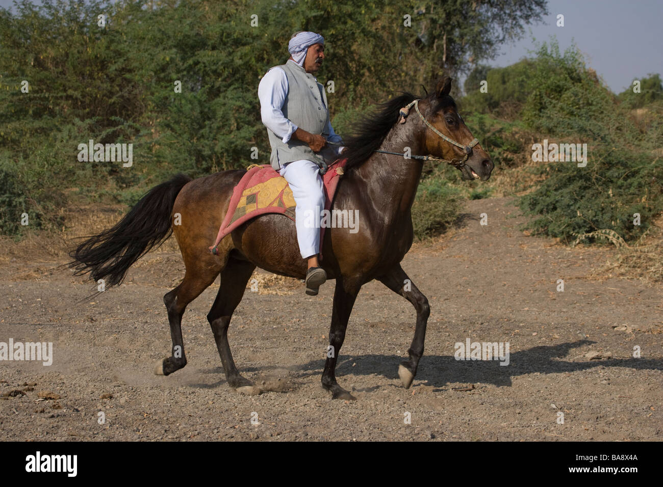 La India rajasthan jinete aventura tradicional Foto de stock