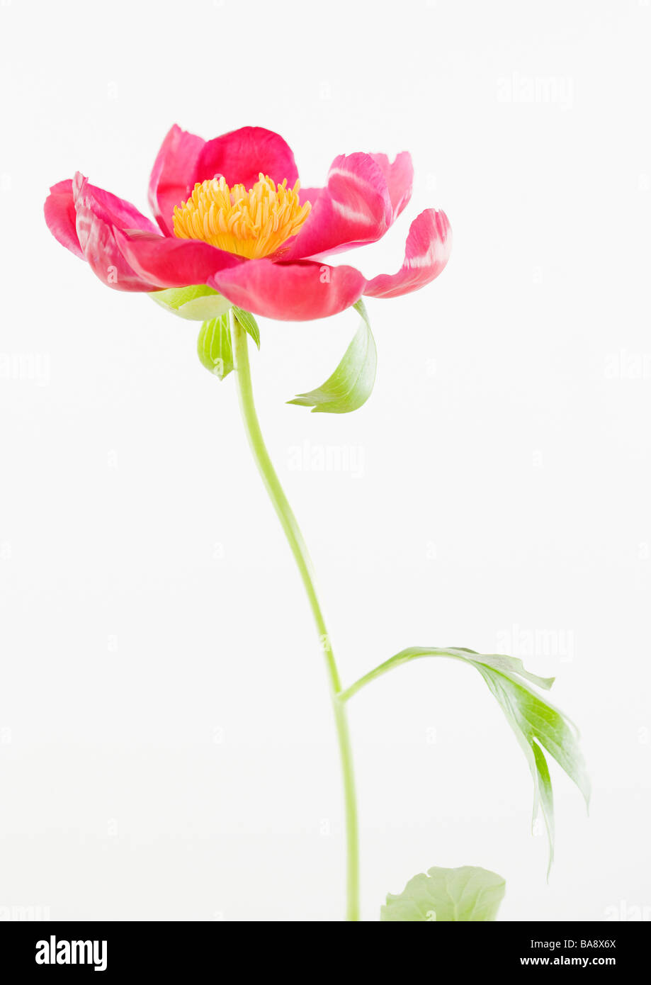 Cierre de flor Foto de stock