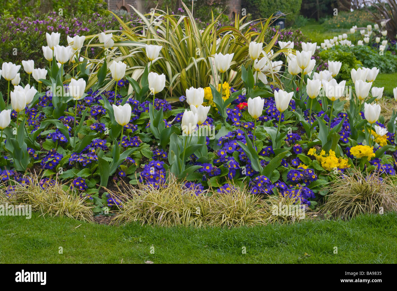 Cama de flores ornamentales de tulipanes blancos y azules prímulas primavera plantas de jardín huerto Foto de stock
