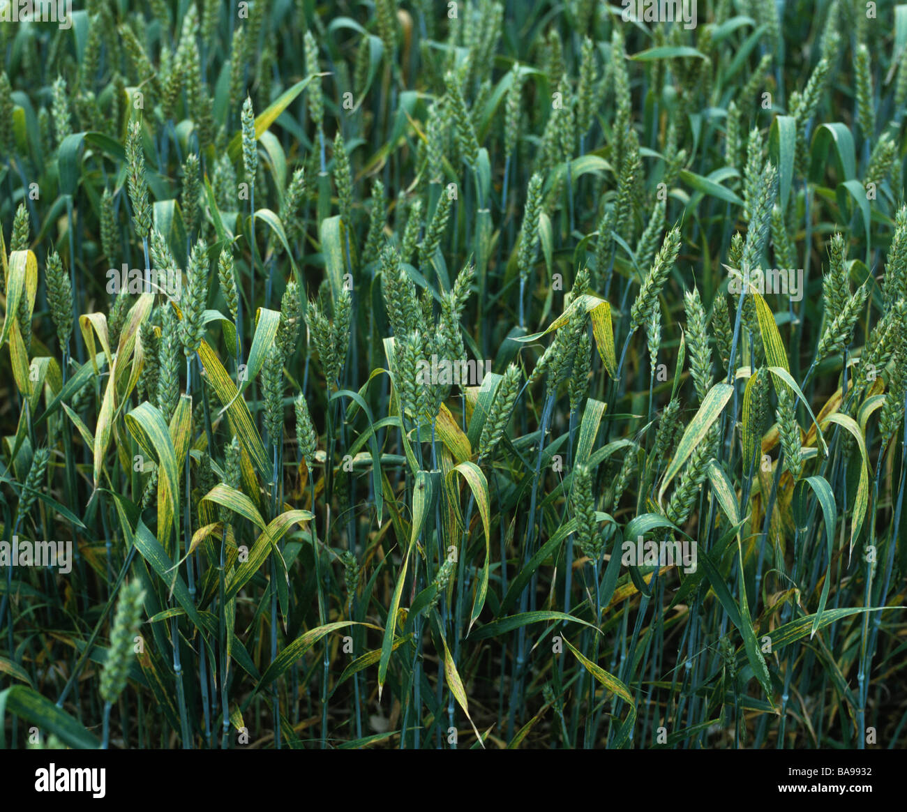 Los síntomas de la deficiencia de magnesio de la flagleaves de un cultivo de trigo en espiga Foto de stock