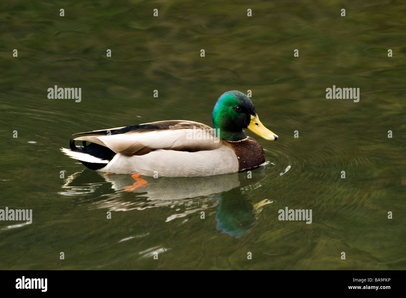 Pato nadar en el río Wye en Derbyshire Foto de stock