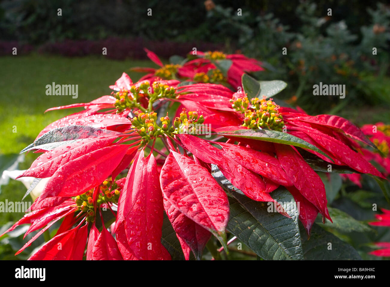 Poinsettia, Rwanda Foto de stock