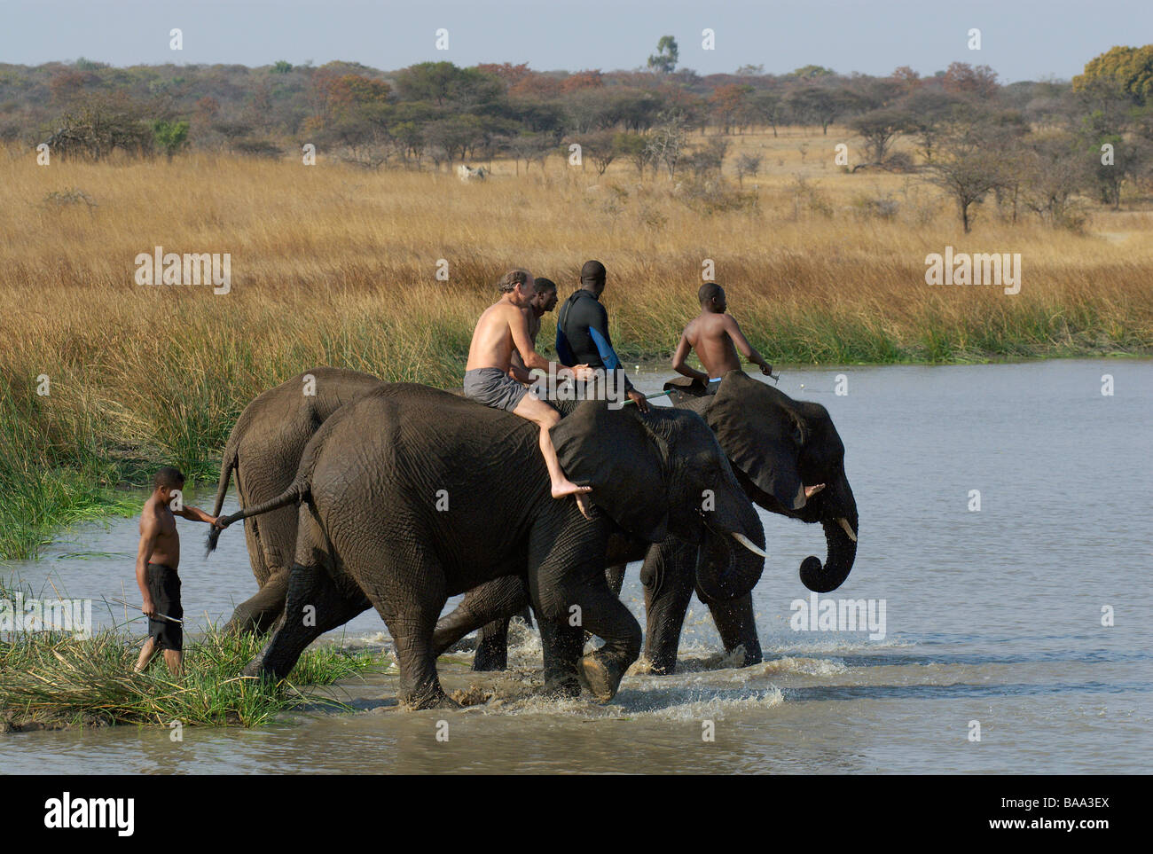 Respaldado safaris montando elefantes Elefante Elefante Africano Loxodonta africana de la naturaleza y el hombre al hombre sobre la experiencia única de elefante Foto de stock