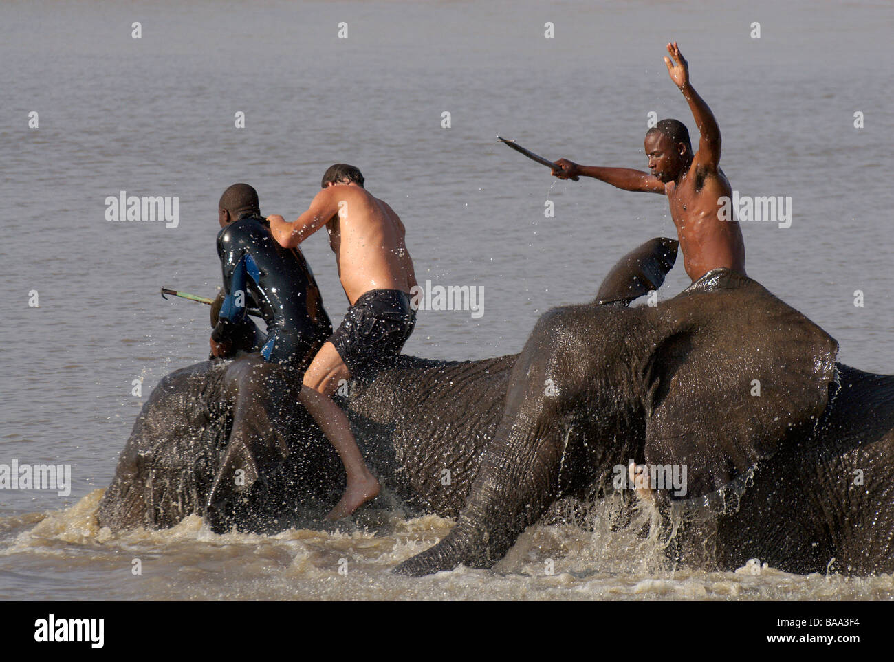 Respaldado safaris montando elefantes Elefante Elefante Africano Loxodonta africana de la naturaleza y el hombre al hombre sobre la experiencia única de elefante Foto de stock