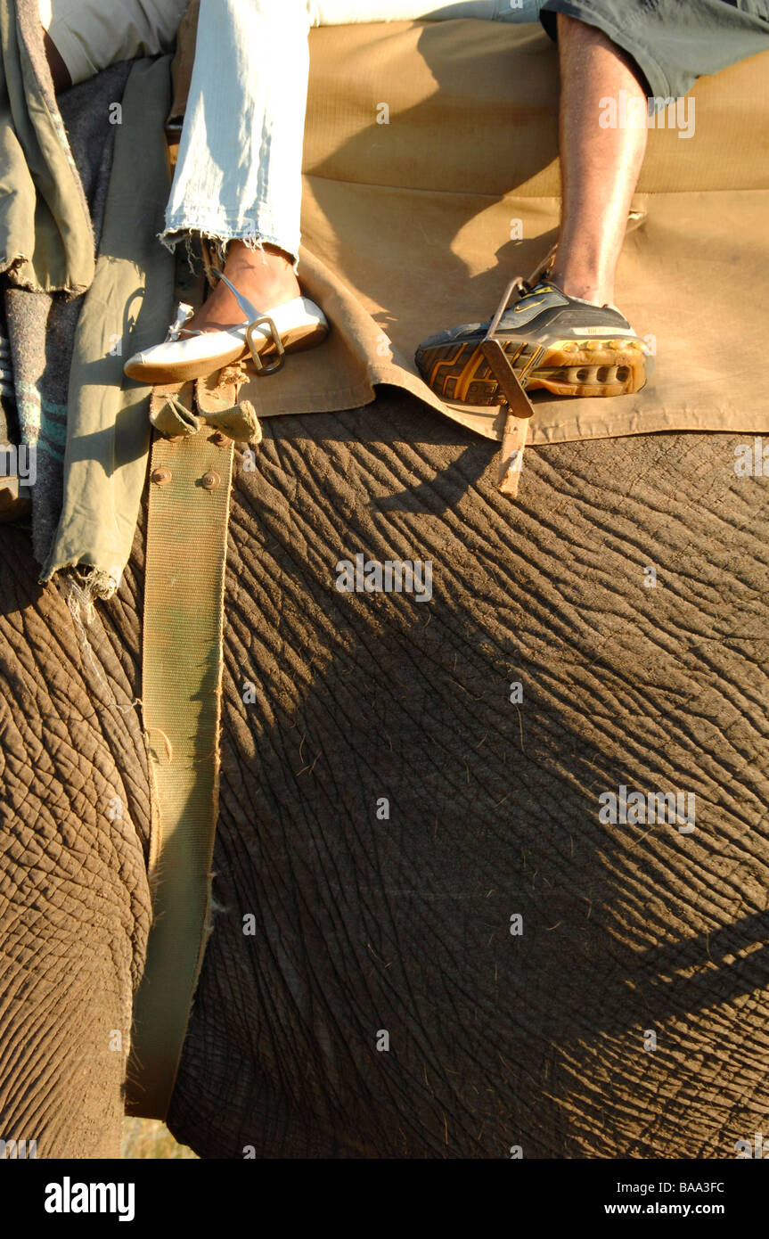 Respaldado safaris montando elefantes Elefante Elefante Africano Loxodonta africana de la naturaleza y el hombre al hombre sobre la experiencia única de elefante Foto de stock