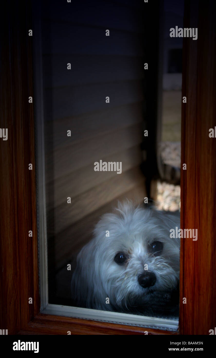 Maltés perro mirando por la ventana Foto de stock