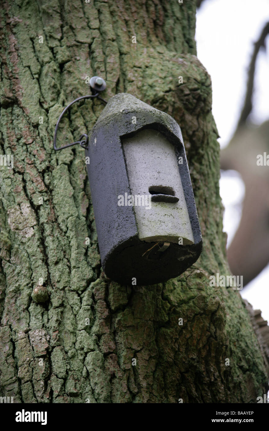 Caja de murciélagos adjunta a un árbol para atraer murciélagos a Roost Foto de stock
