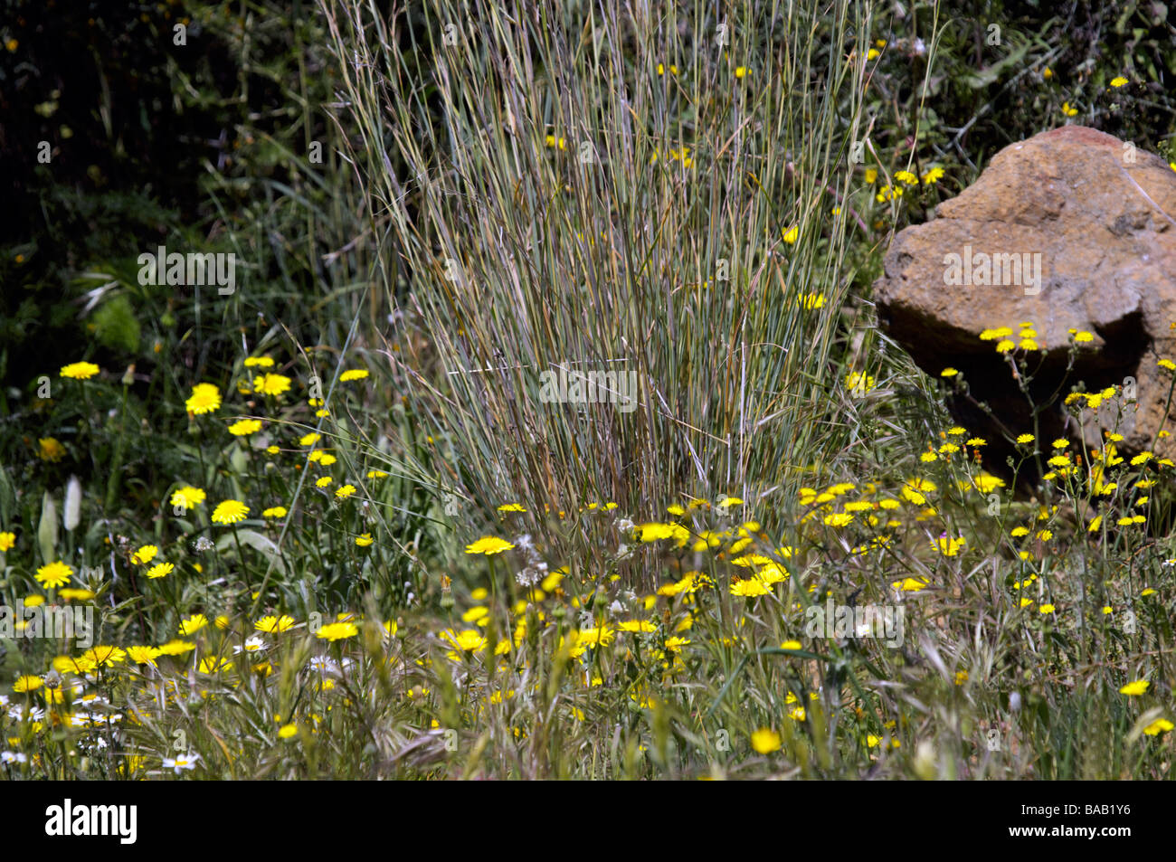 Flores silvestres en primavera, en Andalucía, España, Europa, Foto de stock